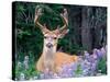 Black-Tailed Deer, Olympic National Park, WA USA-Steve Kazlowski-Stretched Canvas