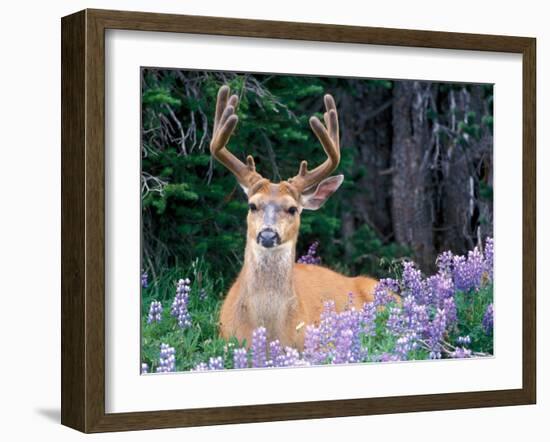 Black-Tailed Deer, Olympic National Park, WA USA-Steve Kazlowski-Framed Photographic Print