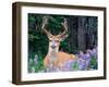 Black-Tailed Deer, Olympic National Park, WA USA-Steve Kazlowski-Framed Photographic Print