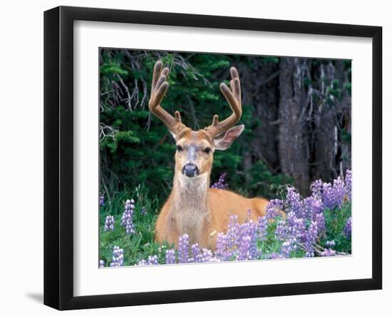 Black-Tailed Deer, Olympic National Park, WA USA-Steve Kazlowski-Framed Photographic Print