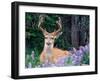 Black-Tailed Deer, Olympic National Park, WA USA-Steve Kazlowski-Framed Photographic Print