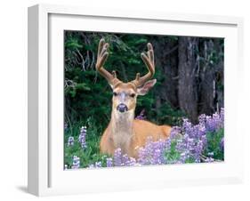 Black-Tailed Deer, Olympic National Park, WA USA-Steve Kazlowski-Framed Photographic Print