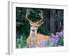 Black-Tailed Deer, Olympic National Park, WA USA-Steve Kazlowski-Framed Photographic Print