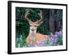 Black-Tailed Deer, Olympic National Park, WA USA-Steve Kazlowski-Framed Photographic Print