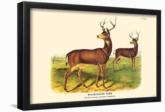 Black-Tailed Deer-null-Framed Poster