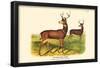 Black-Tailed Deer-null-Framed Poster