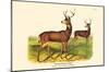 Black-Tailed Deer-null-Mounted Poster