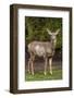 Black-tailed doe with mange-Janet Horton-Framed Photographic Print