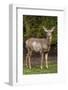 Black-tailed doe with mange-Janet Horton-Framed Photographic Print