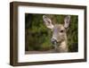 Black-tailed doe-Janet Horton-Framed Photographic Print