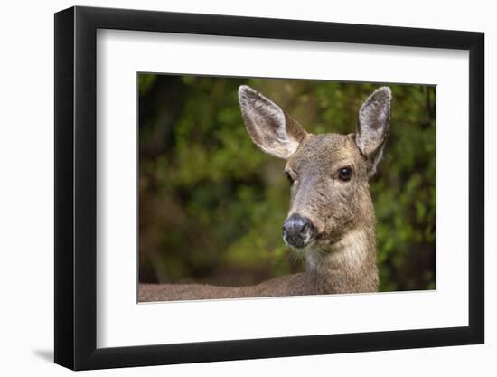 Black-tailed doe-Janet Horton-Framed Photographic Print