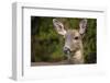 Black-tailed doe-Janet Horton-Framed Photographic Print