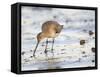 Black Tailed Godwit Feeding in Mud on Tidal Channel, Norfolk, UK, December-Gary Smith-Framed Stretched Canvas