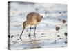 Black Tailed Godwit Feeding in Mud on Tidal Channel, Norfolk, UK, December-Gary Smith-Stretched Canvas