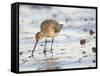 Black Tailed Godwit Feeding in Mud on Tidal Channel, Norfolk, UK, December-Gary Smith-Framed Stretched Canvas