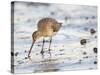 Black Tailed Godwit Feeding in Mud on Tidal Channel, Norfolk, UK, December-Gary Smith-Stretched Canvas