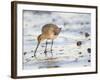 Black Tailed Godwit Feeding in Mud on Tidal Channel, Norfolk, UK, December-Gary Smith-Framed Photographic Print