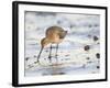 Black Tailed Godwit Feeding in Mud on Tidal Channel, Norfolk, UK, December-Gary Smith-Framed Photographic Print