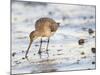 Black Tailed Godwit Feeding in Mud on Tidal Channel, Norfolk, UK, December-Gary Smith-Mounted Photographic Print