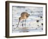 Black Tailed Godwit Feeding in Mud on Tidal Channel, Norfolk, UK, December-Gary Smith-Framed Photographic Print