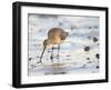 Black Tailed Godwit Feeding in Mud on Tidal Channel, Norfolk, UK, December-Gary Smith-Framed Photographic Print