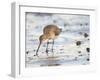 Black Tailed Godwit Feeding in Mud on Tidal Channel, Norfolk, UK, December-Gary Smith-Framed Photographic Print