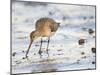 Black Tailed Godwit Feeding in Mud on Tidal Channel, Norfolk, UK, December-Gary Smith-Mounted Photographic Print