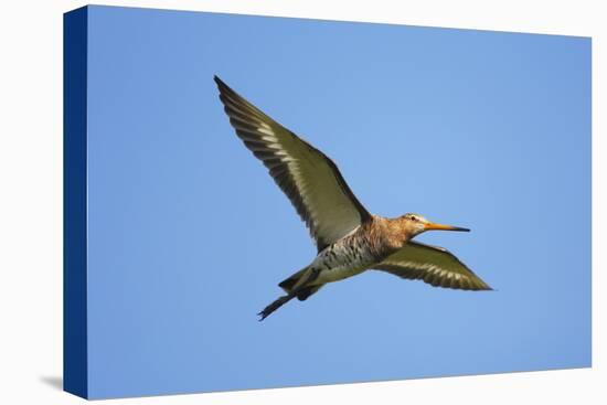 Black-Tailed Godwit (Limosa Limosa) in Flight, Texel, Netherlands, May 2009-Peltomäki-Stretched Canvas