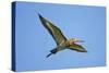 Black-Tailed Godwit (Limosa Limosa) in Flight, Texel, Netherlands, May 2009-Peltomäki-Stretched Canvas