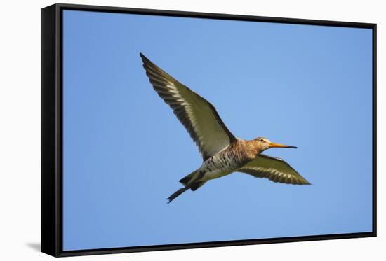 Black-Tailed Godwit (Limosa Limosa) in Flight, Texel, Netherlands, May 2009-Peltomäki-Framed Stretched Canvas