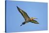 Black-Tailed Godwit (Limosa Limosa) in Flight, Texel, Netherlands, May 2009-Peltomäki-Stretched Canvas