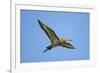 Black-Tailed Godwit (Limosa Limosa) in Flight, Texel, Netherlands, May 2009-Peltomäki-Framed Photographic Print