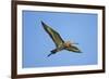 Black-Tailed Godwit (Limosa Limosa) in Flight, Texel, Netherlands, May 2009-Peltomäki-Framed Photographic Print