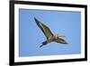 Black-Tailed Godwit (Limosa Limosa) in Flight, Texel, Netherlands, May 2009-Peltomäki-Framed Photographic Print