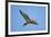 Black-Tailed Godwit (Limosa Limosa) in Flight, Texel, Netherlands, May 2009-Peltomäki-Framed Photographic Print