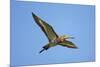 Black-Tailed Godwit (Limosa Limosa) in Flight, Texel, Netherlands, May 2009-Peltomäki-Mounted Photographic Print