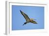 Black-Tailed Godwit (Limosa Limosa) in Flight, Texel, Netherlands, May 2009-Peltomäki-Framed Photographic Print