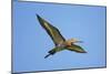 Black-Tailed Godwit (Limosa Limosa) in Flight, Texel, Netherlands, May 2009-Peltomäki-Mounted Photographic Print