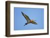 Black-Tailed Godwit (Limosa Limosa) in Flight, Texel, Netherlands, May 2009-Peltomäki-Framed Photographic Print