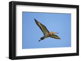 Black-Tailed Godwit (Limosa Limosa) in Flight, Texel, Netherlands, May 2009-Peltomäki-Framed Photographic Print