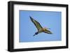 Black-Tailed Godwit (Limosa Limosa) in Flight, Texel, Netherlands, May 2009-Peltomäki-Framed Photographic Print