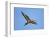 Black-Tailed Godwit (Limosa Limosa) in Flight, Texel, Netherlands, May 2009-Peltomäki-Framed Photographic Print