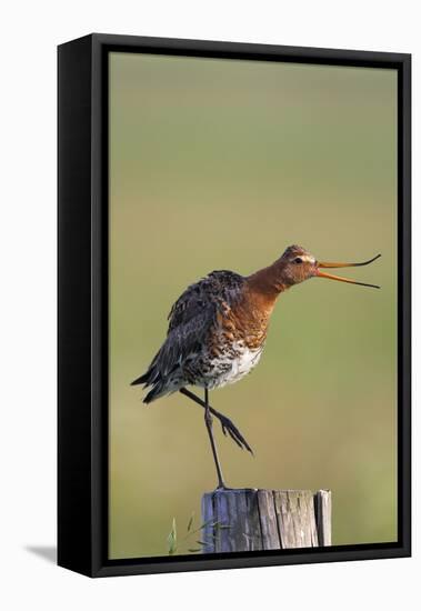 Black Tailed Godwit (Limosa Limosa) Standing on One Leg on Post Calling, Texel, Netherlands, May-Peltomäki-Framed Stretched Canvas