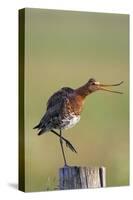 Black Tailed Godwit (Limosa Limosa) Standing on One Leg on Post Calling, Texel, Netherlands, May-Peltomäki-Stretched Canvas