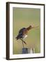 Black Tailed Godwit (Limosa Limosa) Standing on One Leg on Post Calling, Texel, Netherlands, May-Peltomäki-Framed Photographic Print