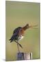 Black Tailed Godwit (Limosa Limosa) Standing on One Leg on Post Calling, Texel, Netherlands, May-Peltomäki-Mounted Photographic Print