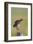 Black Tailed Godwit (Limosa Limosa) Standing on One Leg on Post Calling, Texel, Netherlands, May-Peltomäki-Framed Photographic Print