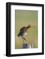 Black Tailed Godwit (Limosa Limosa) Standing on One Leg on Post Calling, Texel, Netherlands, May-Peltomäki-Framed Photographic Print