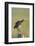 Black Tailed Godwit (Limosa Limosa) Standing on One Leg on Post Calling, Texel, Netherlands, May-Peltomäki-Framed Photographic Print