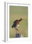 Black Tailed Godwit (Limosa Limosa) Standing on One Leg on Post Calling, Texel, Netherlands, May-Peltomäki-Framed Photographic Print